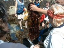 Descubriendo las algas marinas
